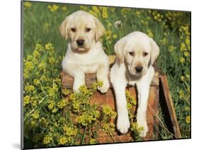 Two Labrador Retriever Puppies, USA-Lynn M. Stone-Mounted Photographic Print