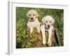 Two Labrador Retriever Puppies, USA-Lynn M. Stone-Framed Photographic Print