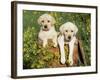 Two Labrador Retriever Puppies, USA-Lynn M. Stone-Framed Photographic Print