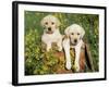 Two Labrador Retriever Puppies, USA-Lynn M. Stone-Framed Photographic Print