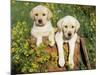 Two Labrador Retriever Puppies, USA-Lynn M. Stone-Mounted Photographic Print