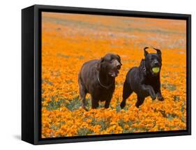 Two Labrador Retrievers Running and Playing Chase in Poppies at Antelope Valley, California, USA-Zandria Muench Beraldo-Framed Stretched Canvas