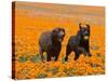 Two Labrador Retrievers Running and Playing Chase in Poppies at Antelope Valley, California, USA-Zandria Muench Beraldo-Stretched Canvas