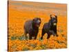 Two Labrador Retrievers Running and Playing Chase in Poppies at Antelope Valley, California, USA-Zandria Muench Beraldo-Stretched Canvas