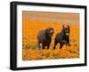 Two Labrador Retrievers Running and Playing Chase in Poppies at Antelope Valley, California, USA-Zandria Muench Beraldo-Framed Premium Photographic Print