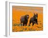 Two Labrador Retrievers Running and Playing Chase in Poppies at Antelope Valley, California, USA-Zandria Muench Beraldo-Framed Premium Photographic Print