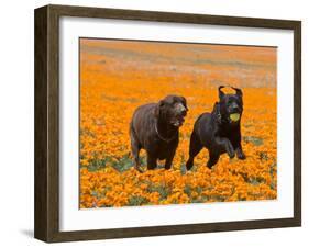 Two Labrador Retrievers Running and Playing Chase in Poppies at Antelope Valley, California, USA-Zandria Muench Beraldo-Framed Photographic Print