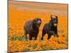 Two Labrador Retrievers Running and Playing Chase in Poppies at Antelope Valley, California, USA-Zandria Muench Beraldo-Mounted Photographic Print