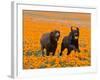 Two Labrador Retrievers Running and Playing Chase in Poppies at Antelope Valley, California, USA-Zandria Muench Beraldo-Framed Photographic Print