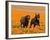Two Labrador Retrievers Running and Playing Chase in Poppies at Antelope Valley, California, USA-Zandria Muench Beraldo-Framed Photographic Print