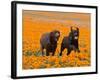 Two Labrador Retrievers Running and Playing Chase in Poppies at Antelope Valley, California, USA-Zandria Muench Beraldo-Framed Photographic Print