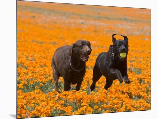 Two Labrador Retrievers Running and Playing Chase in Poppies at Antelope Valley, California, USA-Zandria Muench Beraldo-Mounted Photographic Print