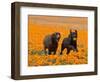 Two Labrador Retrievers Running and Playing Chase in Poppies at Antelope Valley, California, USA-Zandria Muench Beraldo-Framed Photographic Print