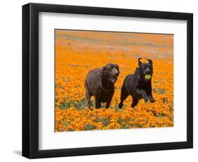 Two Labrador Retrievers Running and Playing Chase in Poppies at Antelope Valley, California, USA-Zandria Muench Beraldo-Framed Photographic Print