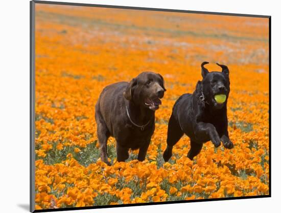 Two Labrador Retrievers Running and Playing Chase in Poppies at Antelope Valley, California, USA-Zandria Muench Beraldo-Mounted Photographic Print