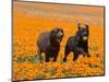 Two Labrador Retrievers Running and Playing Chase in Poppies at Antelope Valley, California, USA-Zandria Muench Beraldo-Mounted Photographic Print