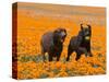 Two Labrador Retrievers Running and Playing Chase in Poppies at Antelope Valley, California, USA-Zandria Muench Beraldo-Stretched Canvas