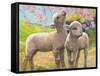 Two Lambs Eating Blossom-Van Der Syde-Framed Stretched Canvas