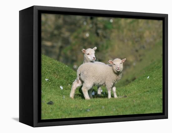 Two Lambs in June, Shetland Islands, Scotland, UK, Europe-David Tipling-Framed Stretched Canvas