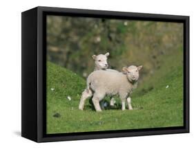 Two Lambs in June, Shetland Islands, Scotland, UK, Europe-David Tipling-Framed Stretched Canvas