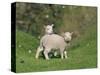 Two Lambs in June, Shetland Islands, Scotland, UK, Europe-David Tipling-Stretched Canvas