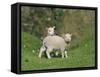 Two Lambs in June, Shetland Islands, Scotland, UK, Europe-David Tipling-Framed Stretched Canvas