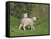 Two Lambs in June, Shetland Islands, Scotland, UK, Europe-David Tipling-Framed Stretched Canvas