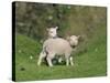 Two Lambs in June, Shetland Islands, Scotland, UK, Europe-David Tipling-Stretched Canvas