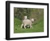 Two Lambs in June, Shetland Islands, Scotland, UK, Europe-David Tipling-Framed Photographic Print