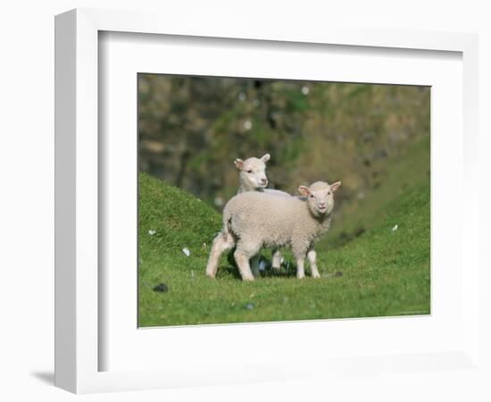 Two Lambs in June, Shetland Islands, Scotland, UK, Europe-David Tipling-Framed Photographic Print