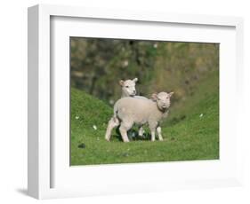 Two Lambs in June, Shetland Islands, Scotland, UK, Europe-David Tipling-Framed Photographic Print