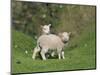 Two Lambs in June, Shetland Islands, Scotland, UK, Europe-David Tipling-Mounted Photographic Print