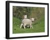 Two Lambs in June, Shetland Islands, Scotland, UK, Europe-David Tipling-Framed Photographic Print