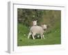 Two Lambs in June, Shetland Islands, Scotland, UK, Europe-David Tipling-Framed Photographic Print