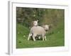 Two Lambs in June, Shetland Islands, Scotland, UK, Europe-David Tipling-Framed Photographic Print