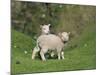 Two Lambs in June, Shetland Islands, Scotland, UK, Europe-David Tipling-Mounted Photographic Print