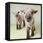 Two Lambs Indoors with Floral Wallpaper-Digital Vision.-Framed Stretched Canvas