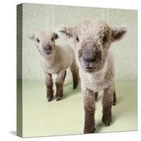 Two Lambs Indoors with Floral Wallpaper-Digital Vision.-Stretched Canvas