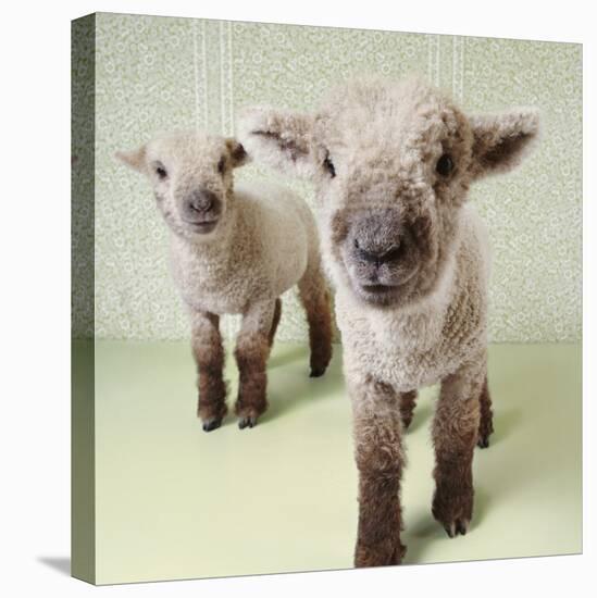 Two Lambs Indoors with Floral Wallpaper-Digital Vision.-Stretched Canvas