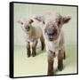 Two Lambs Indoors with Floral Wallpaper-Digital Vision.-Framed Stretched Canvas