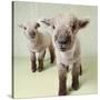 Two Lambs Indoors with Floral Wallpaper-Digital Vision.-Stretched Canvas