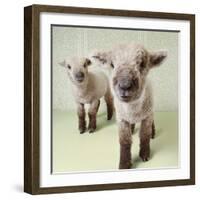Two Lambs Indoors with Floral Wallpaper-Digital Vision.-Framed Photographic Print