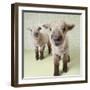 Two Lambs Indoors with Floral Wallpaper-Digital Vision.-Framed Photographic Print