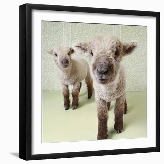 Two Lambs Indoors with Floral Wallpaper-Digital Vision.-Framed Photographic Print