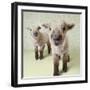 Two Lambs Indoors with Floral Wallpaper-Digital Vision.-Framed Photographic Print