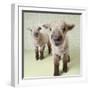 Two Lambs Indoors with Floral Wallpaper-Digital Vision.-Framed Photographic Print