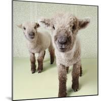 Two Lambs Indoors with Floral Wallpaper-Digital Vision.-Mounted Photographic Print