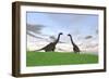 Two Large Brachiosaurus in a Grassy Field-null-Framed Art Print