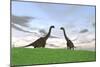 Two Large Brachiosaurus in a Grassy Field-null-Mounted Art Print