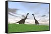 Two Large Brachiosaurus in a Grassy Field-null-Framed Stretched Canvas